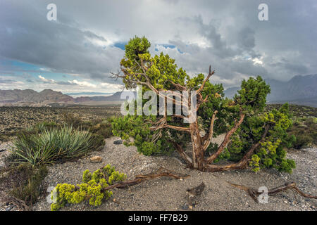 Red Rock Canyon National Conservation Area Stockfoto