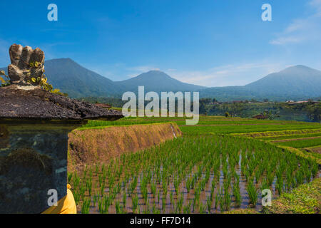 Reisterrassen, Jatiluwih, UNESCO-Weltkulturerbe, Bali, Indonesien Stockfoto