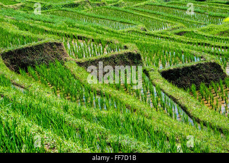 Reisterrassen, Jatiluwih, UNESCO-Weltkulturerbe, Bali, Indonesien Stockfoto