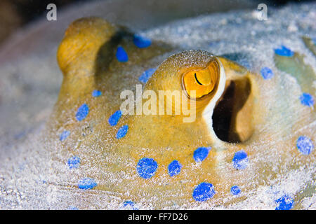 Nahaufnahme, Detaillierung, die schöne blaue Flecken und Gold gesprenkelt Augen ein blau-spotted Stingray. Stockfoto