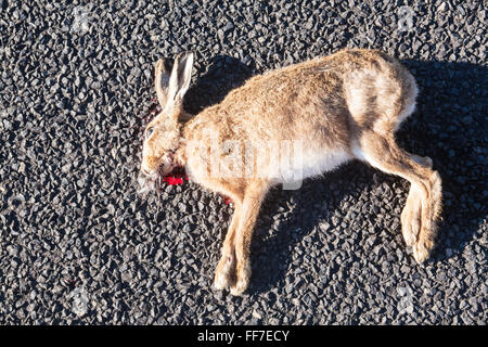 Hase, Kaninchen Straße töten Körper links auf Straße in einer ländlichen Umgebung in der Nähe von Waihi, Coromandel Peninsula, Nordinsel, Neuseeland Stockfoto