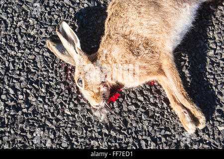 Hase, Kaninchen Straße töten Körper links auf Straße in einer ländlichen Umgebung in der Nähe von Waihi, Coromandel Peninsula, Nordinsel, Neuseeland Stockfoto