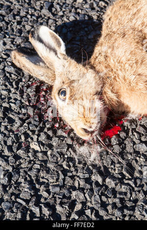 Hase, Kaninchen Straße töten Körper links auf Straße in einer ländlichen Umgebung in der Nähe von Waihi, Coromandel Peninsula, Nordinsel, Neuseeland Stockfoto