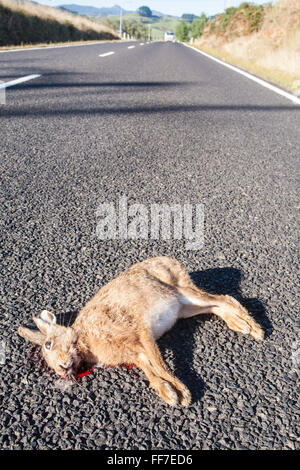 Hase, Kaninchen Straße töten Körper links auf Straße in einer ländlichen Umgebung in der Nähe von Waihi, Coromandel Peninsula, Nordinsel, Neuseeland Stockfoto