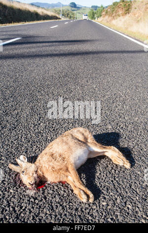 Hase, Kaninchen Straße töten Körper links auf Straße in einer ländlichen Umgebung in der Nähe von Waihi, Coromandel Peninsula, Nordinsel, Neuseeland Stockfoto