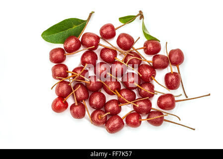 Elaeagnus Multiflora (Goumi, Gumi, Natsugumi oder Kirsche Silverberry) Stockfoto