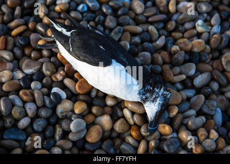 Ein Toter Vogel Tordalk liegt oben mit den Kieselsteinen auf Chesil Beach, Dorset, UK gewaschen. Stockfoto