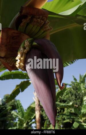 Bananen Pflanze Blume und Bananen. Stockfoto