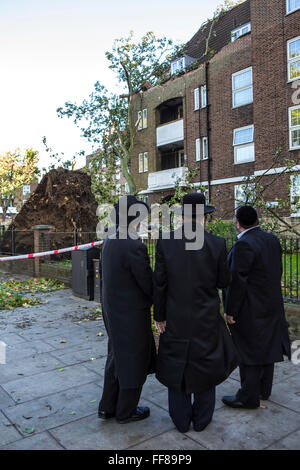 Männer aus der jüdischen Gemeinde blicken auf einen großen Baum mit Wurzeln aus dem Boden, auf Stamford Hill Estate, London, UK umgeweht gerissen. Schwere Sturmschäden. Stockfoto