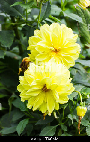 Gelbe Dahlie Blüte Stockfoto