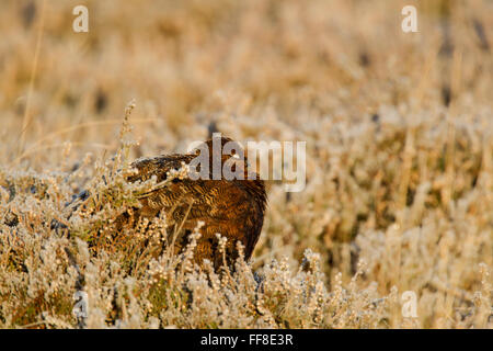 Männliche Moorschneehühner, lateinischer Name Lagopus Lagopus Scotica, in warmes Licht, schlafen unter Frost bedeckt Heidekraut und mit Frost auf dem b Stockfoto