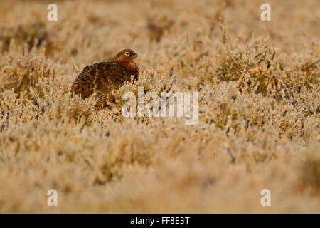 Männliche Moorschneehühner bedeckt lateinischer Name Lagopus Lagopus Scotica, unter Frost Heidekraut Aalen in warmes Licht Stockfoto