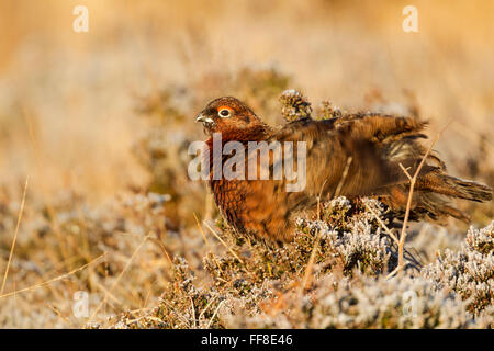 Männliche Moorschneehühner, lateinischer Name Lagopus Lagopus Scotica, in warmes Licht, kräuseln Federn unter Frost bedeckt Heather November Stockfoto