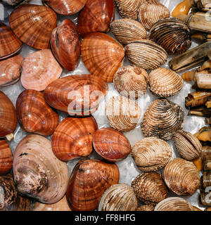 Nahaufnahme des spanischen Muscheln auf Eis am Markt laden Geschäft. Hintergrund Stockfoto