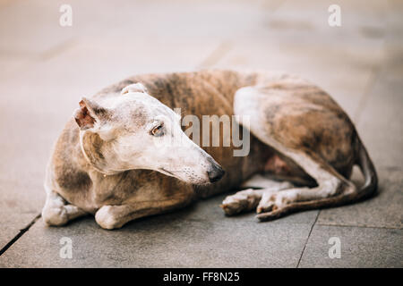Der Windhund spanischen Galgos Hund liegt auf Straße Bürgersteig Stockfoto