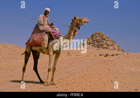 Userkaf-Pyramide und Kamel-25. Jahrhundert v. Chr., Sakkara, Ägypten, Afrika Stockfoto