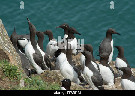 Guillemots (Uria aalge) auf einer Klippe auf Skomer Island in Pembrokeshire, Wales, Großbritannien, während der Mai-Brutsaison Stockfoto