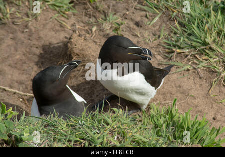 Paar Razorbills brüten auf Skomer Island in Pembrokeshire, Wales, Großbritannien, im Mai Stockfoto