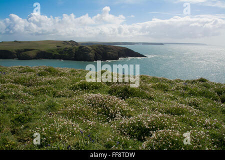 Skomer Island Teppichboden in Weisse Lichtnelke Wildblumen in Pembrokeshire Wales Stockfoto