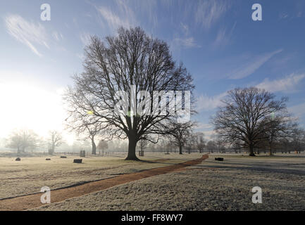 Nebligen Morgen in Bushy Park, London, UK. 11. Februar 2016. Mit über Nacht Temperaturen unter Null Grad war es frostig und nebligen Start in den Tag in Bushy Park, in der Nähe von Hampton Court in South West London. Bildnachweis: Julia Gavin UK/Alamy Live-Nachrichten Stockfoto