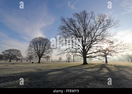 Nebligen Morgen in Bushy Park, London, UK. 11. Februar 2016. Mit über Nacht Temperaturen unter Null Grad war es frostig und nebligen Start in den Tag in Bushy Park, in der Nähe von Hampton Court in South West London. Bildnachweis: Julia Gavin UK/Alamy Live-Nachrichten Stockfoto