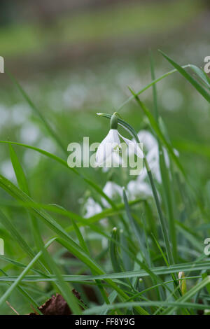 Galanthus. Schneeglöckchen in den Rasen. Cotswolds. UK Stockfoto