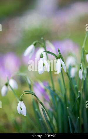 Galanthus. Schneeglöckchen im Wald. UK Stockfoto