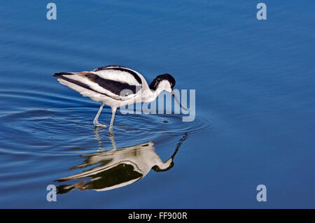 Trauerschnäpper Säbelschnäbler (Recurvirostra Avosetta) auf Nahrungssuche im seichten Wasser der Schlamm flach Stockfoto