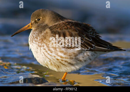 Meerstrandläufer (Calidris Maritima) Porträt im Winterkleid am Strand Stockfoto