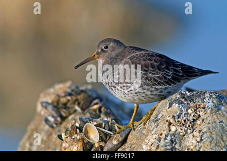 Meerstrandläufer (Calidris Maritima) Porträt im Winterkleid Stockfoto