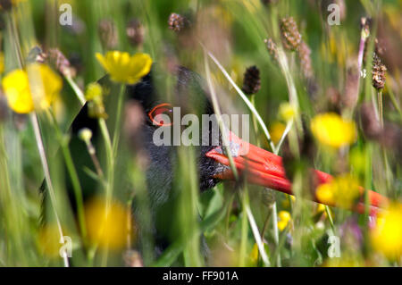 Nahaufnahme von Pied Austernfischer (Haematopus Ostralegus) am Nest versteckt in Wiesen mit Wildblumen während der Brutzeit Stockfoto