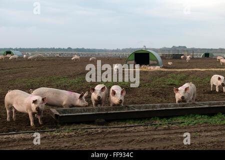 Outdoor-Rasse Schweine, Sutton Heath, Suffolk, UK. Stockfoto