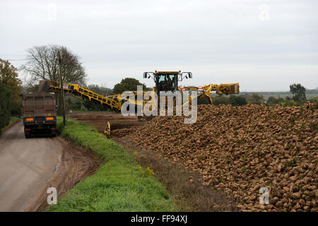 Zuckerrüben verladen Lkw für den Transport von British Sugar-Werk in Bury St Edmunds Stockfoto