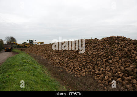 Zuckerrüben verladen Lkw für den Transport von British Sugar-Werk in Bury St Edmunds Stockfoto