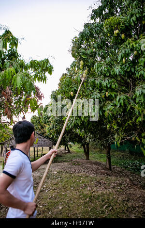 Mangos von einem Baum pflücken Stockfoto