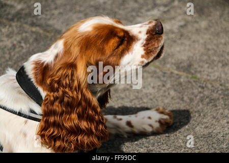 Orange roan Cocker-Spaniel, Wanderungen auf Usk, Powys, Wales Stockfoto