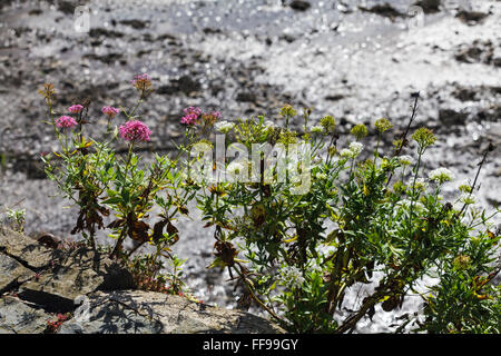 Centranthus Ruber Pflanze wächst am Kai des unteren Fishguard Hafen in Pembrokeshire, Wales. UK Stockfoto