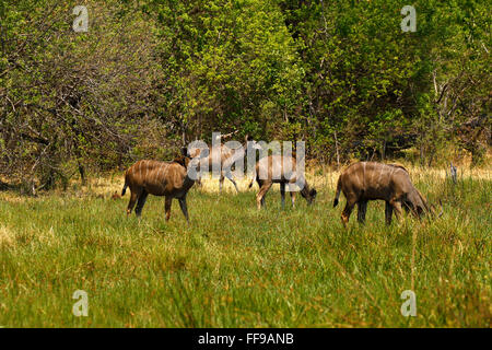 Greater Kudus sind am stattlichsten Antilope Afrikas, stehend hoch & regal mit lange Spirale Hörner schöner Aussicht auf safari Stockfoto