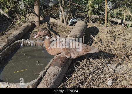 Die Moschus-Ente. Die Wartung von Moschus Enten in einem Haushalt. Stockfoto