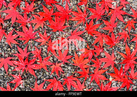 Herbstlaub auf einem Schotterweg. Stockfoto