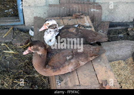 Die Moschus-Ente. Die Wartung von Moschus Enten in einem Haushalt. Stockfoto