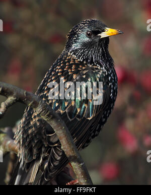 Europäischen Star (Sturnus Vulgaris) Stockfoto