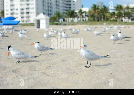 viele Möwen am Strand von Miami Stockfoto