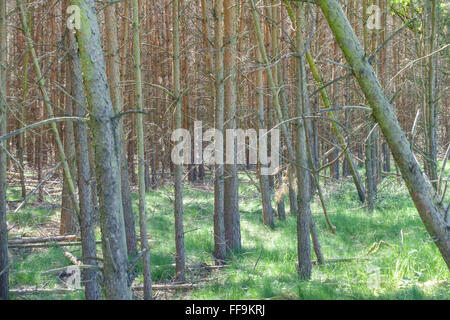 Dichten Kiefernwald in der deutschen Landschaft im Sommer. Stockfoto
