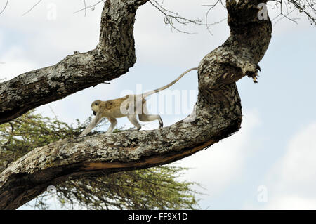 Schwarzen Vervet Affen im Baum in der Serengeti Stockfoto