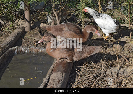 Die Moschus-Ente. Die Wartung von Moschus Enten in einem Haushalt. Stockfoto