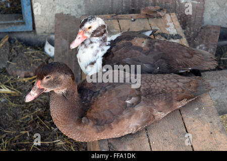 Die Moschus-Ente. Die Wartung von Moschus Enten in einem Haushalt. Stockfoto