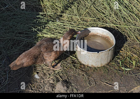 Die Moschus-Ente. Die Wartung von Moschus Enten in einem Haushalt. Stockfoto