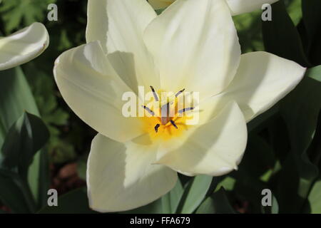 Nahaufnahme einer weiße Tulpe Stockfoto