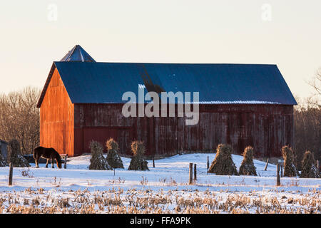 Mais-Schocks auf einem amischen Bauernhof im Winter im central Michigan in der Nähe von Stanwood, USA Stockfoto